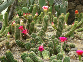 cactusflowers