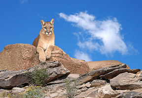 Cougar on guard in the Sonoran Desert with a clear blue sky above.