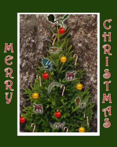 MtDrago_Christmastree_2015