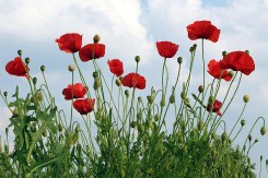 poppies-1439727_960_720